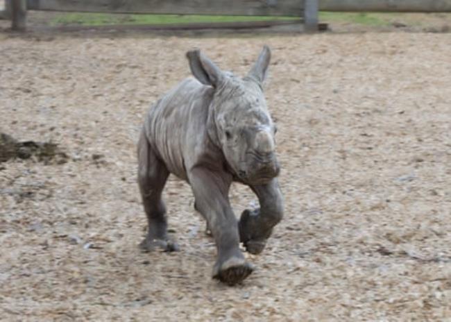 Kipenzi’s 2-day old calf running around on dirt