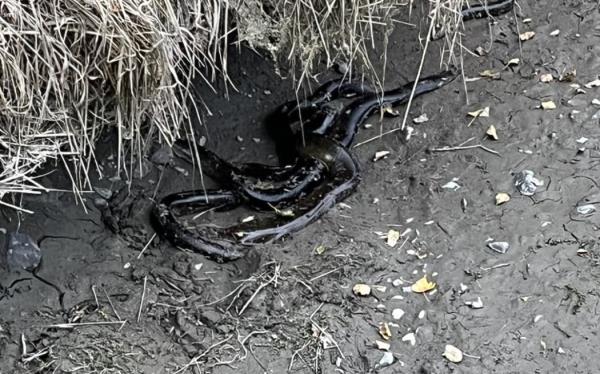 A creek drying up
