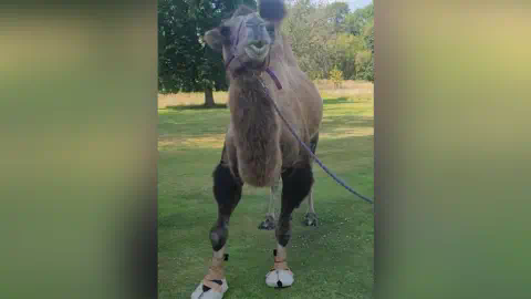 Stuart Moss A camel with white boots on its feet. The camel has a harness on and has its head lifted up, with its mouth open slightly.