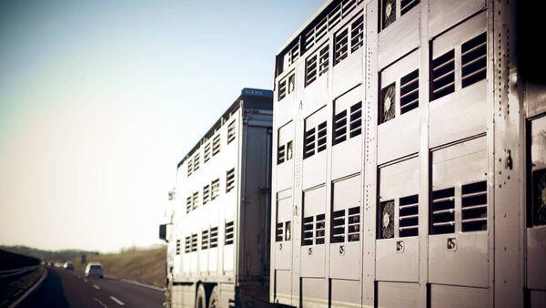 EU warns of welfare 'gaps' in live exports