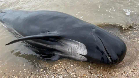 Chrissie Reidy/BBC A dead pilot whale on the shore 