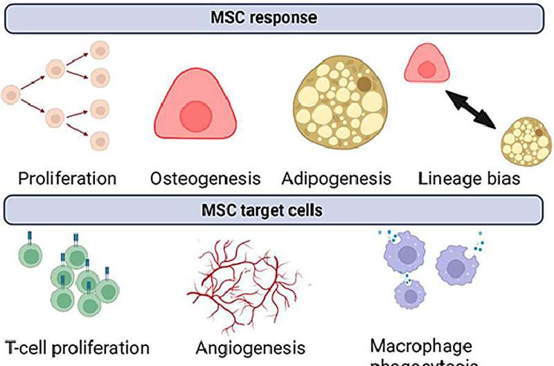 Healing cells could be 'tuned' in the test tube to target repair and regeneration work in the body