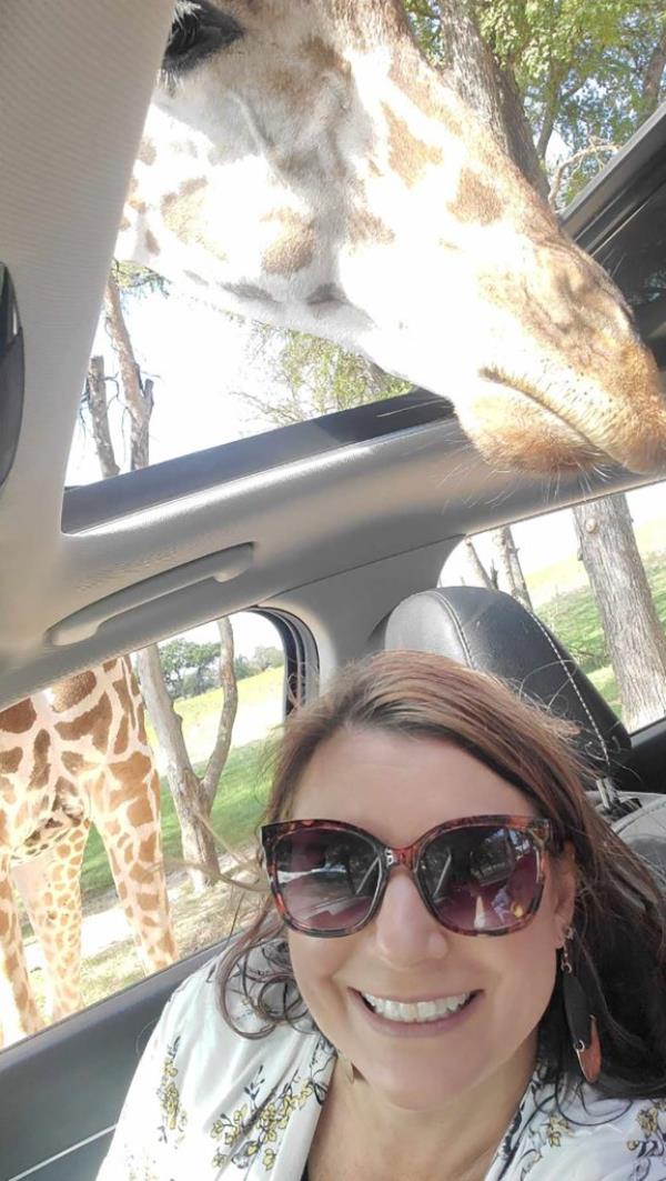 giraffe in car before fall