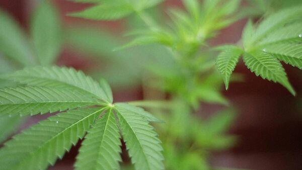Corkman caught with cannabis worth almost €400k jailed for three years 