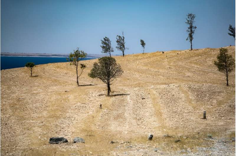 Signs of illegal logging at the Tabqa Reserve near Jaabar village