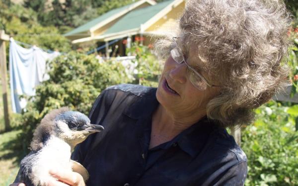 Kororā, or white-flippered penguins have been on the property of a Banks Peninsula farming family in Flea Bay for years.