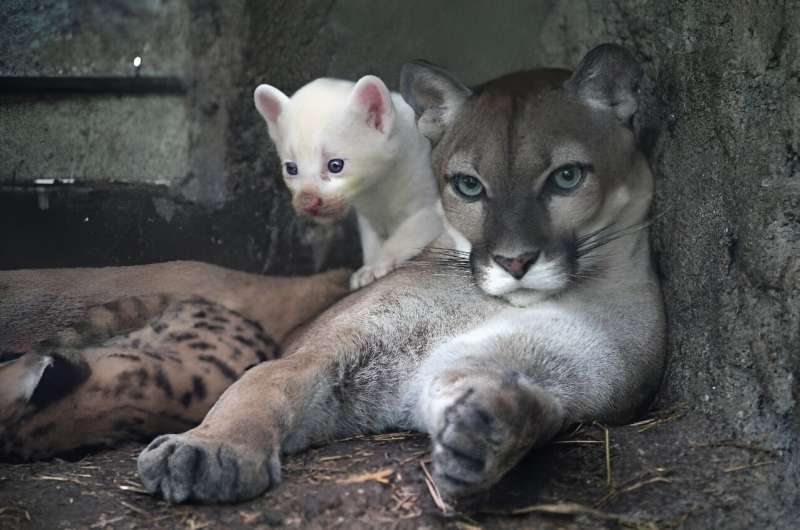 An albino puma cub in the zoo in Juigalpa, in Nicaragua, on August 23 2023