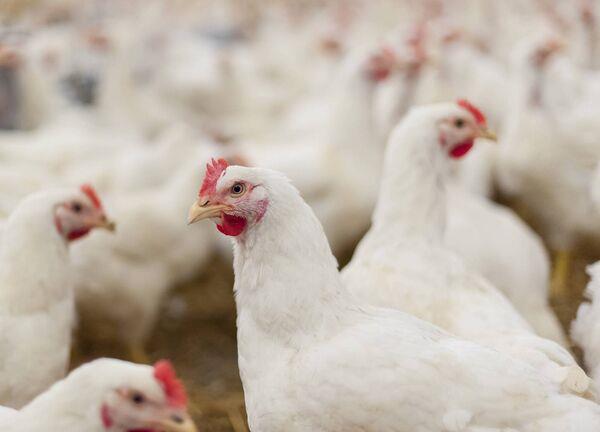 Human exposures to the virus in poultry and dairy operations could increase the risk the virus will mutate and gain the ability to spread easily in people.