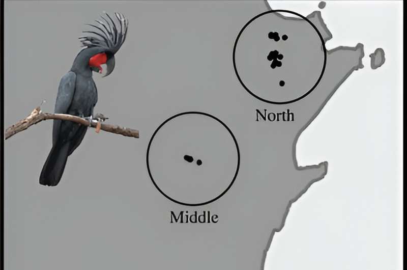 Palm cockatoos whittle twigs to make drumsticks for tapping on tree limbs