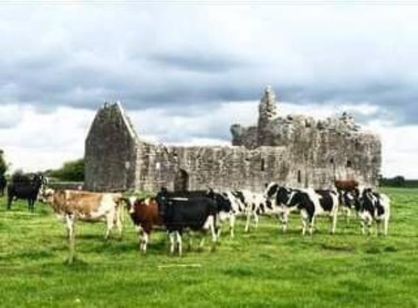 The Hayes family uses top quality, locally sourced milk across all of its product range. 