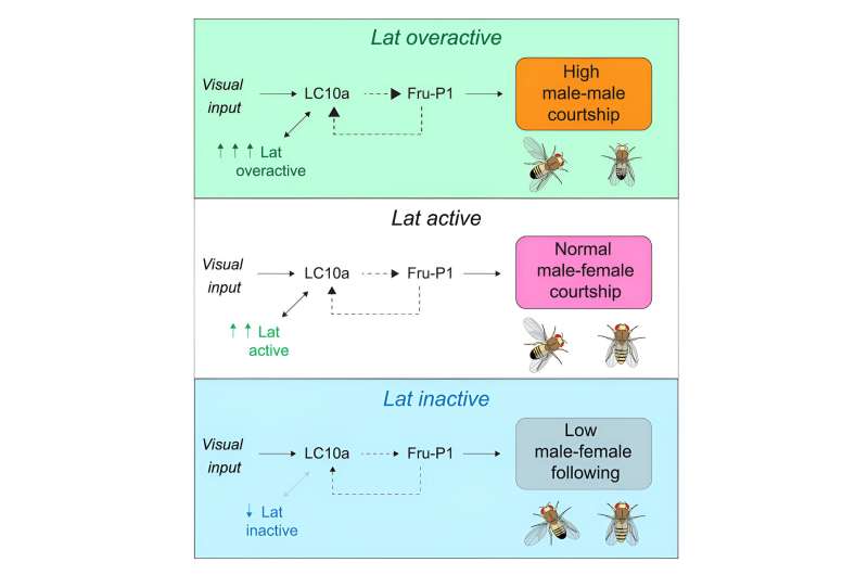 New research sheds light on the origins of social behaviors