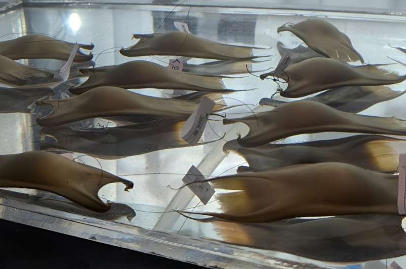 Baby Maugean skate hatches from captive-laid egg in world first for the endangered species