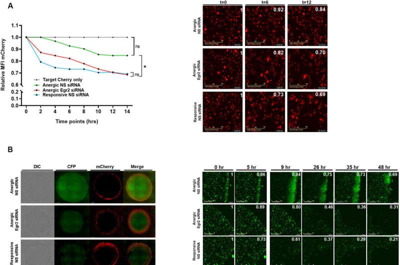 Nanoparticles restore efficiency in exhausted immune cells killing cancer 