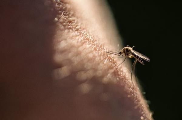 Mosquito on person's arm