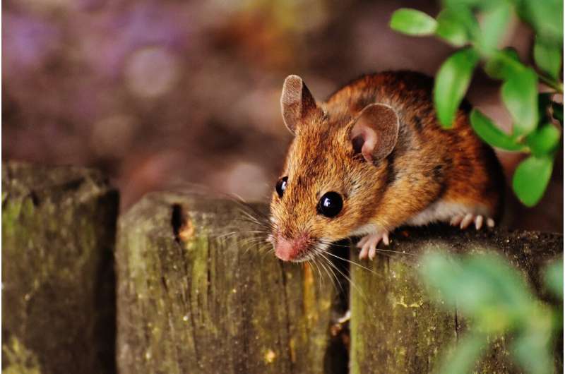 mouse
