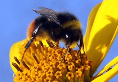 Bumblebees are particularly sensitive to heat, dying off when temperatures get too high