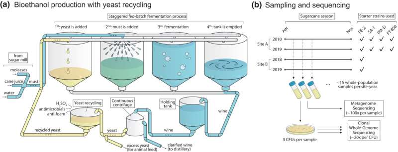 Researchers track yeast population dynamics in fuel bioethanol production