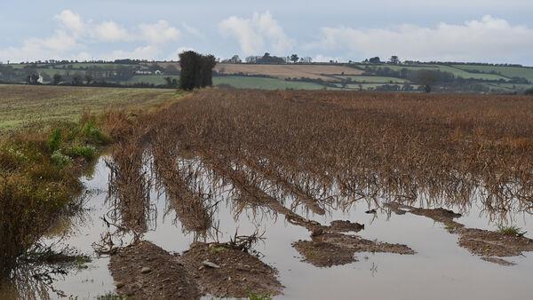 Potato harvest 'rapidly turning into a salvage operation'