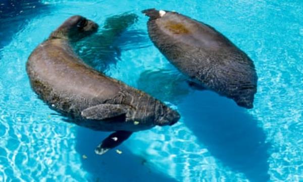 two manatees in a pool