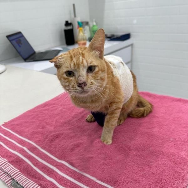 ‘Oyen’ the cat rescued from Elmina plane crash site dies