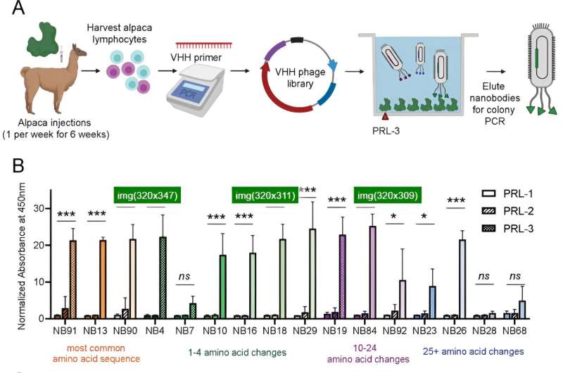 Tiny antibodies hold big promise for cancer treatment