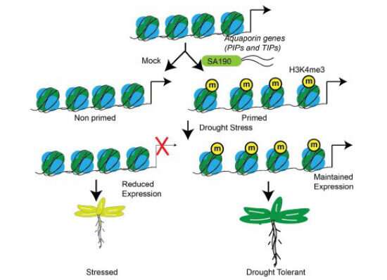 Desert microbes turn on drought tolerance when needed, finds study