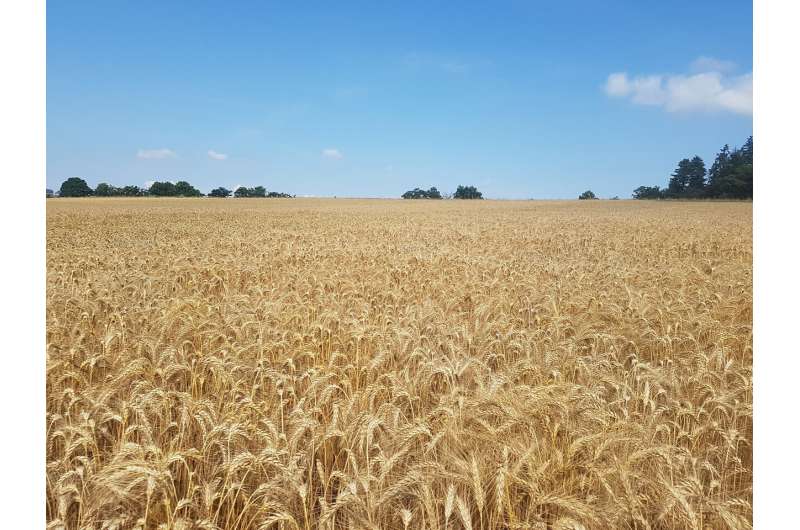 Chemicals from maize roots influence wheat yield