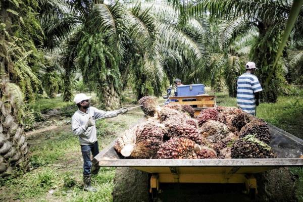 Sarawak premier tells oil palm planters mechanised harvesting can solve labour shortage