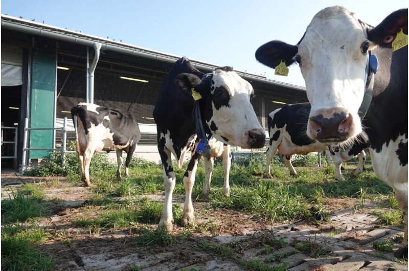 App for visualising the bovine physical-genetic map