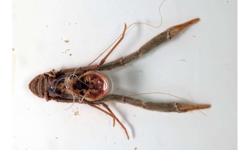 “Mind controlling” parasitic worms are missing genes found in every other animal