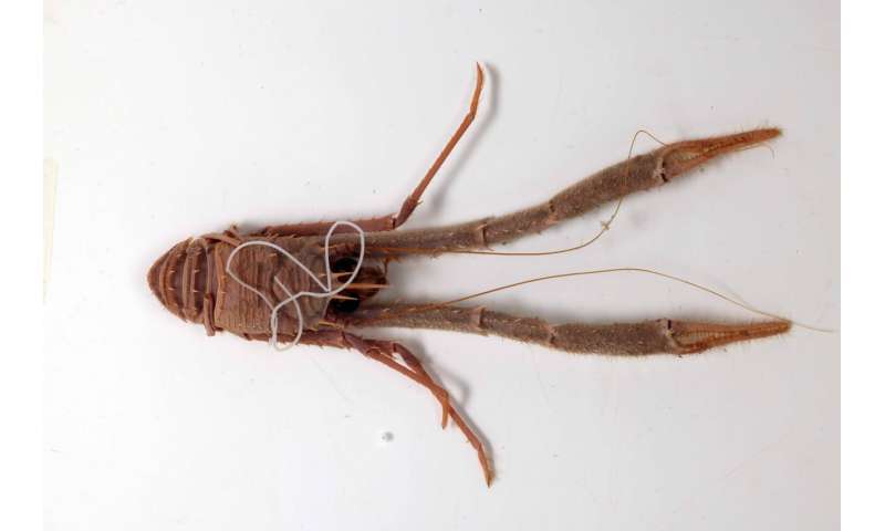 “Mind controlling” parasitic worms are missing genes found in every other animal