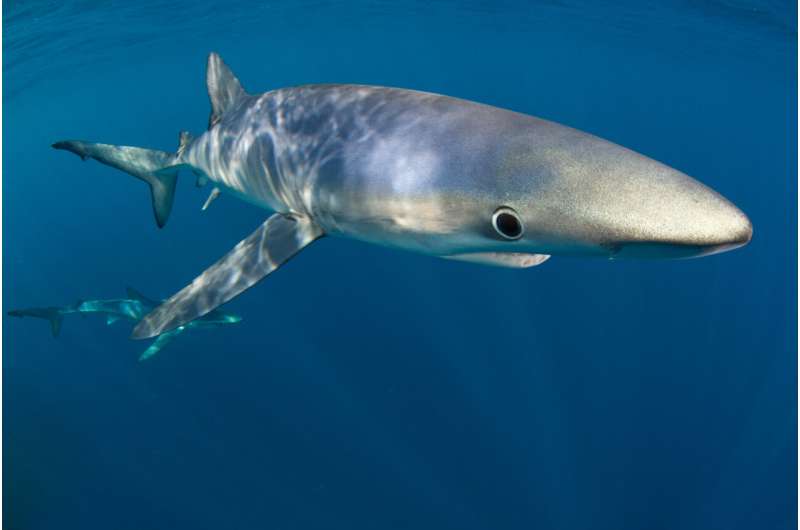 Top fish predators could suffer wide loss of suitable habitat by 2100 due to climate change