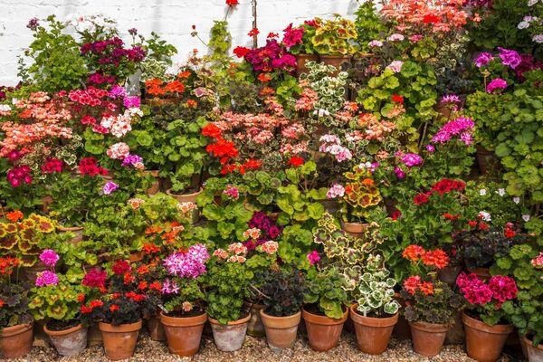 将耐寒植物放在温室或靠墙。图片来源:Alamy/PA 将耐寒植物放在温室或靠墙。图片来源:Alamy/PA