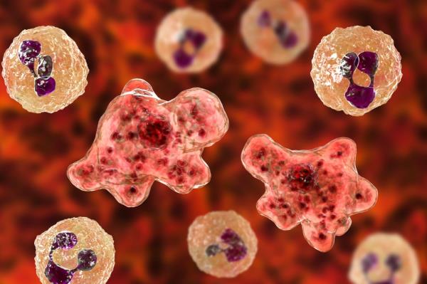 Lake Mead National Recreation Area said Naegleria fowleri has been found in hot springs below the Hoover Dam.