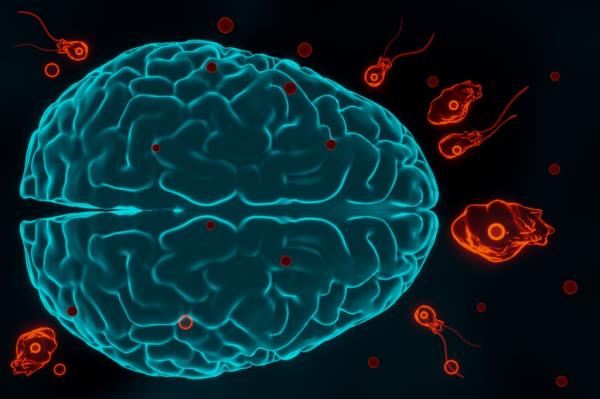Nagleria fowleri can cause the deadly primary amebic meningoencephalitis (PAM), which destroys brain tissue.