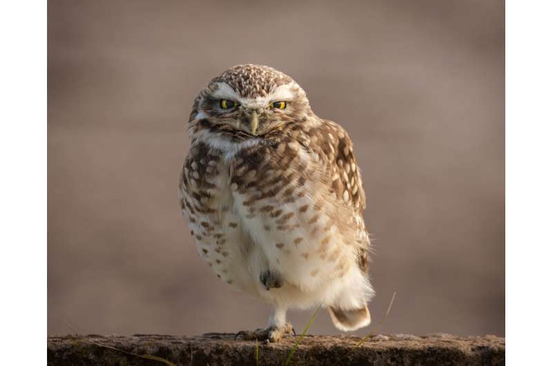 Western burrowing owl