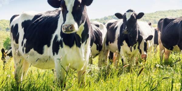 Will methane-eating bacteria play a role in slowing global warming?