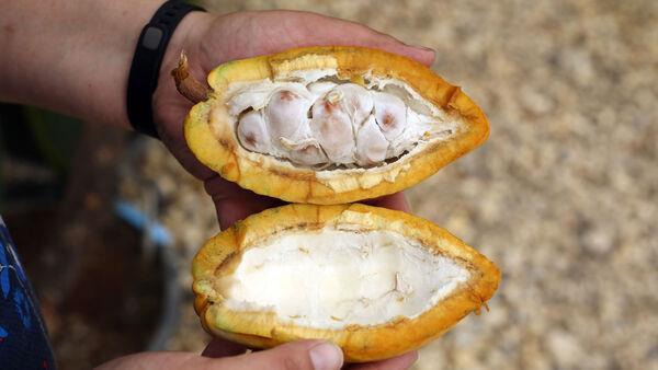 Cocoa prices double ahead of Easter chocolate products season