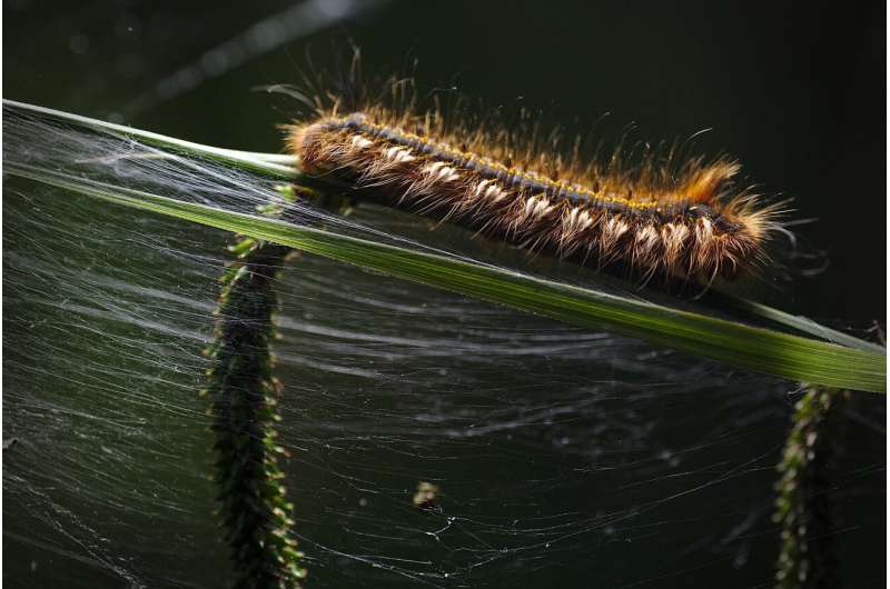 caterpillar