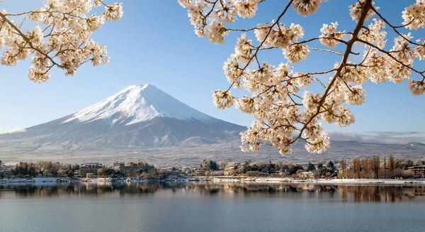 Cherry blossom growing at Kawaguchiko Lake in Japan in spring. Cherry blossom growing at Kawaguchiko Lake in Japan in spring.