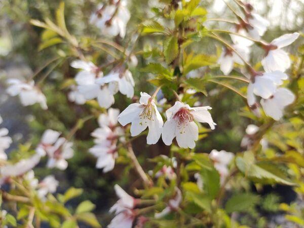 Native to Japan, Prunus incisa ‘Kojo-No-Mai’ is also referred to as the Fuji cherry. Native to Japan, Prunus incisa ‘Kojo-No-Mai’ is also referred to as the Fuji cherry.