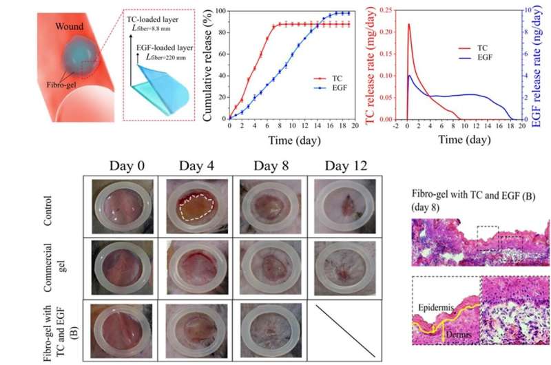 香港大学生物医学工程与香港大学深圳医院及普林斯顿大学合作揭示突破性进展