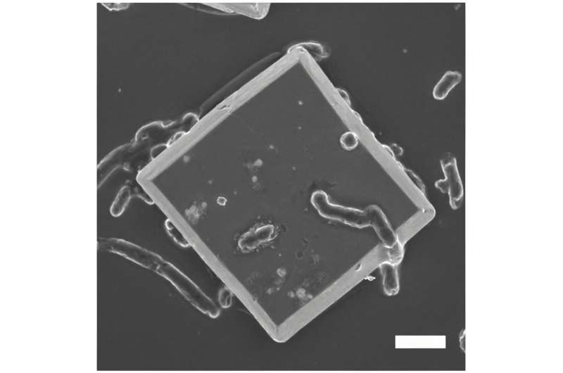 Imaging shows how solar-powered microbes turn carbon dioxide into bioplastic