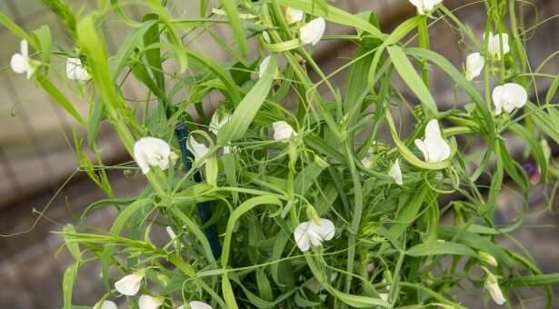 How a plant with a toxic past can become a climate-smart crop of tomorrow