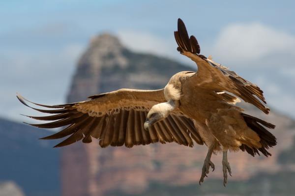 Griffon vulture in flight
