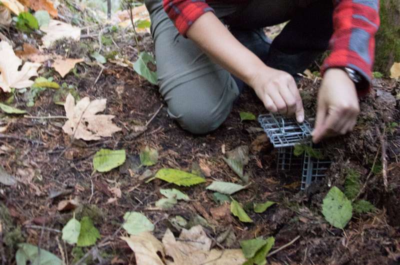 Tube sock-like skunk covers more ground than deer, impacted by winter weather, study finds