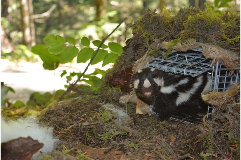 Tube sock-like skunk covers more ground than deer, impacted by winter weather, study finds
