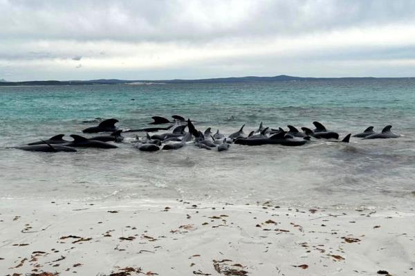 More than 50 pilot whales dead after beaching in Western Australia
