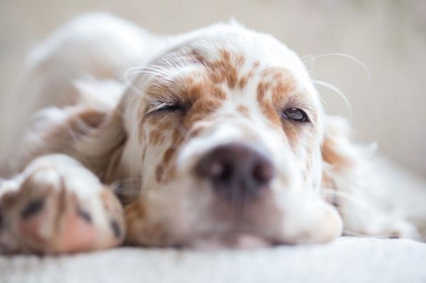 Dogs can hear us while they sleep, scientists say