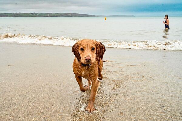 Molly the dog pictured chasing waves at Myrtleville. Picture: Chani Anderson Molly the dog pictured chasing waves at Myrtleville. Picture: Chani Anderson